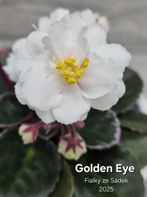 Golden Eye